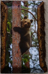 Bear up a white pine tree.