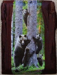 24"x14" Mama Bear & four cubs, mounted on a unique, one-of-a-kind cedar plank.